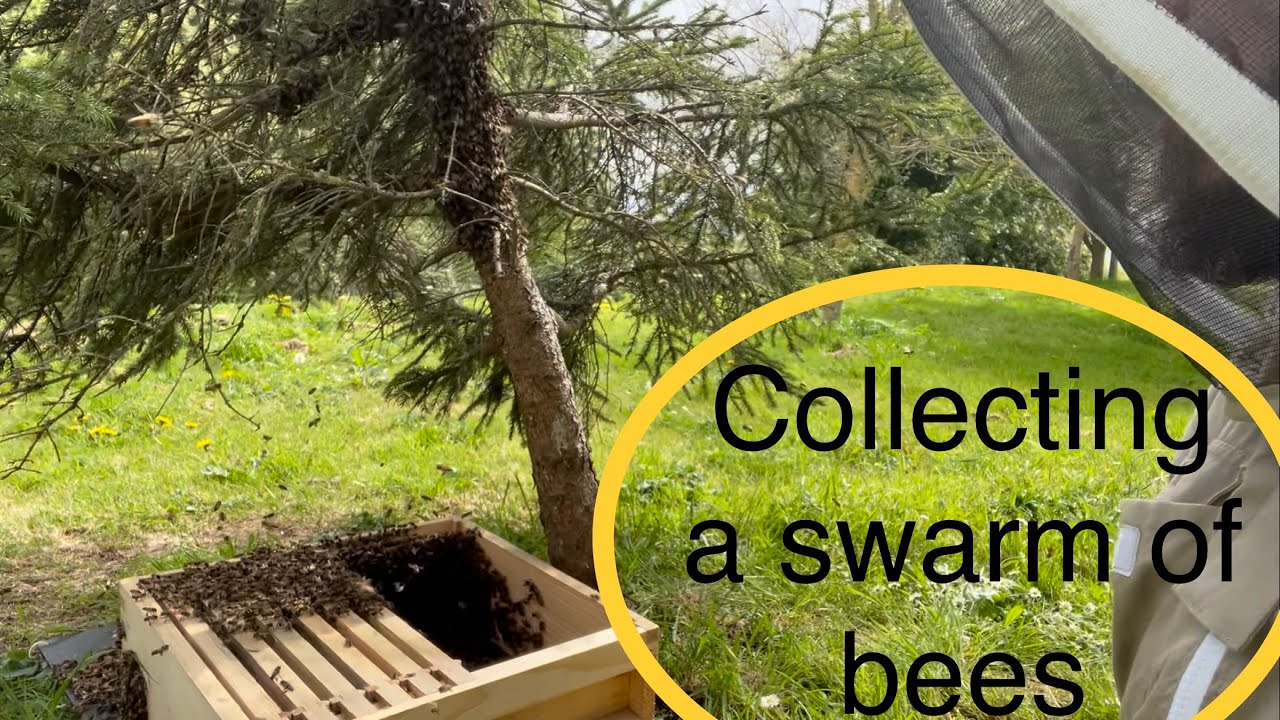 Collecting a swarm of bees pt 1, how to collect a swarm of bees, swarm collection, swarm management
