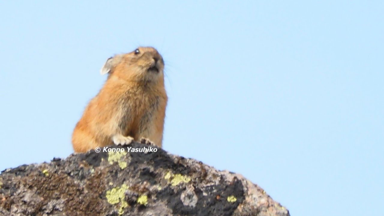 ナキウサギの鳴き声（大雪山）。何回鳴いているか、分かりますか？