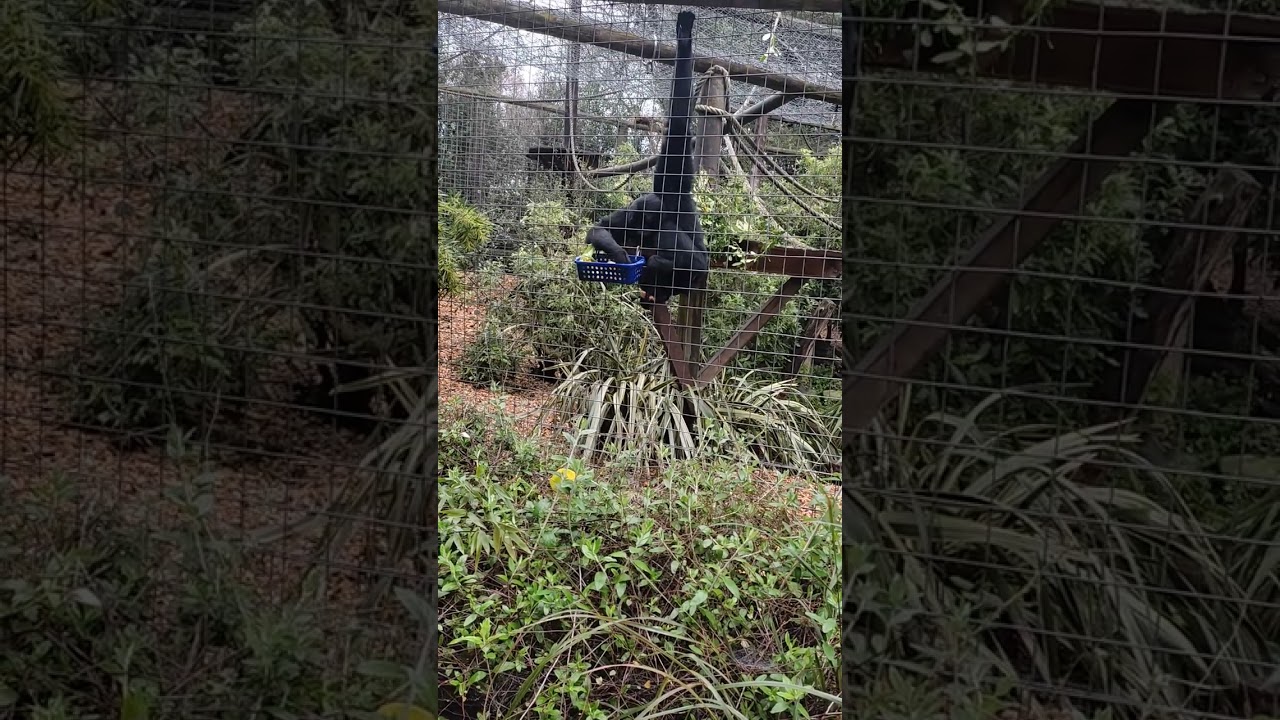 Siamang( it's a type of monkey) ( The 2ed monkey with its small one) 