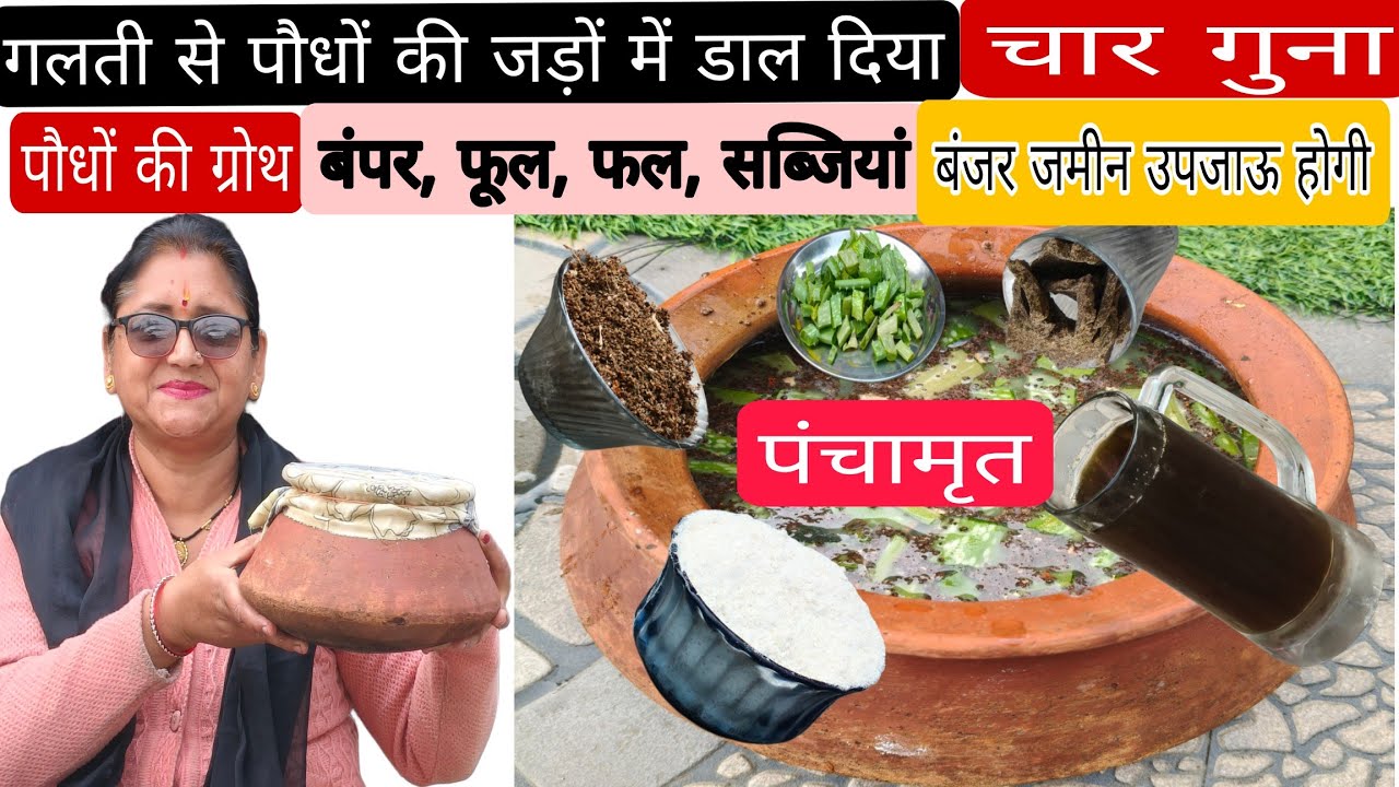 पंचामृत सिर्फ एक खाद सर्दियों के पूरे गार्डन के लिए पौधों की हरियाली,ग्रोथ,फल, फूल नहीं रोक पाओगे 