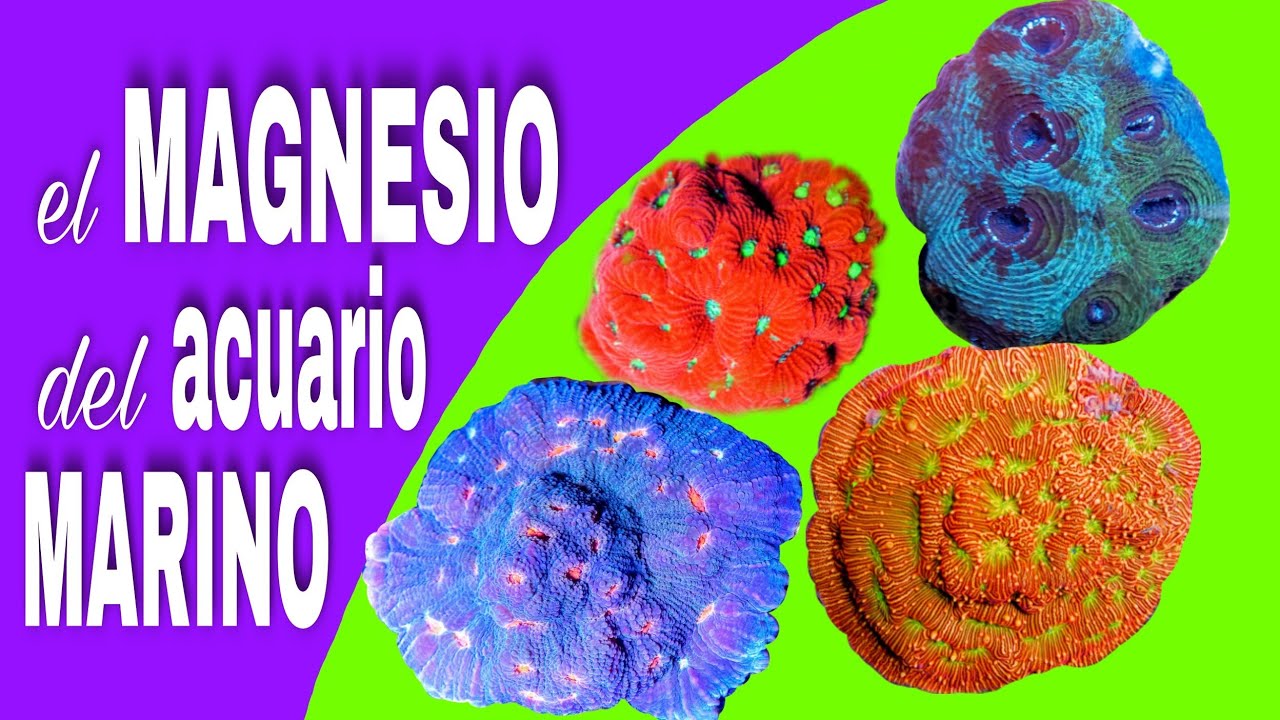 El Magnesio del Acuario Marino