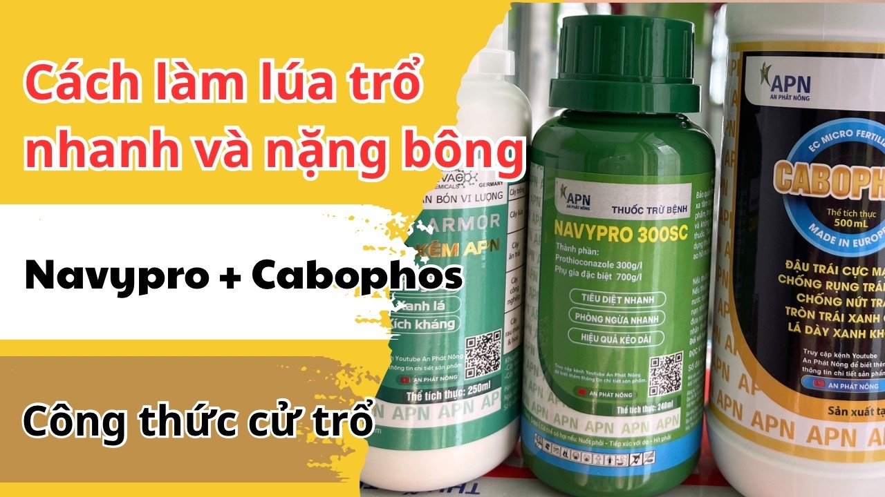 Cách làm lúa trổ đồng loạt, cứng cây giai đoạn lúa trổ đều đông xuân