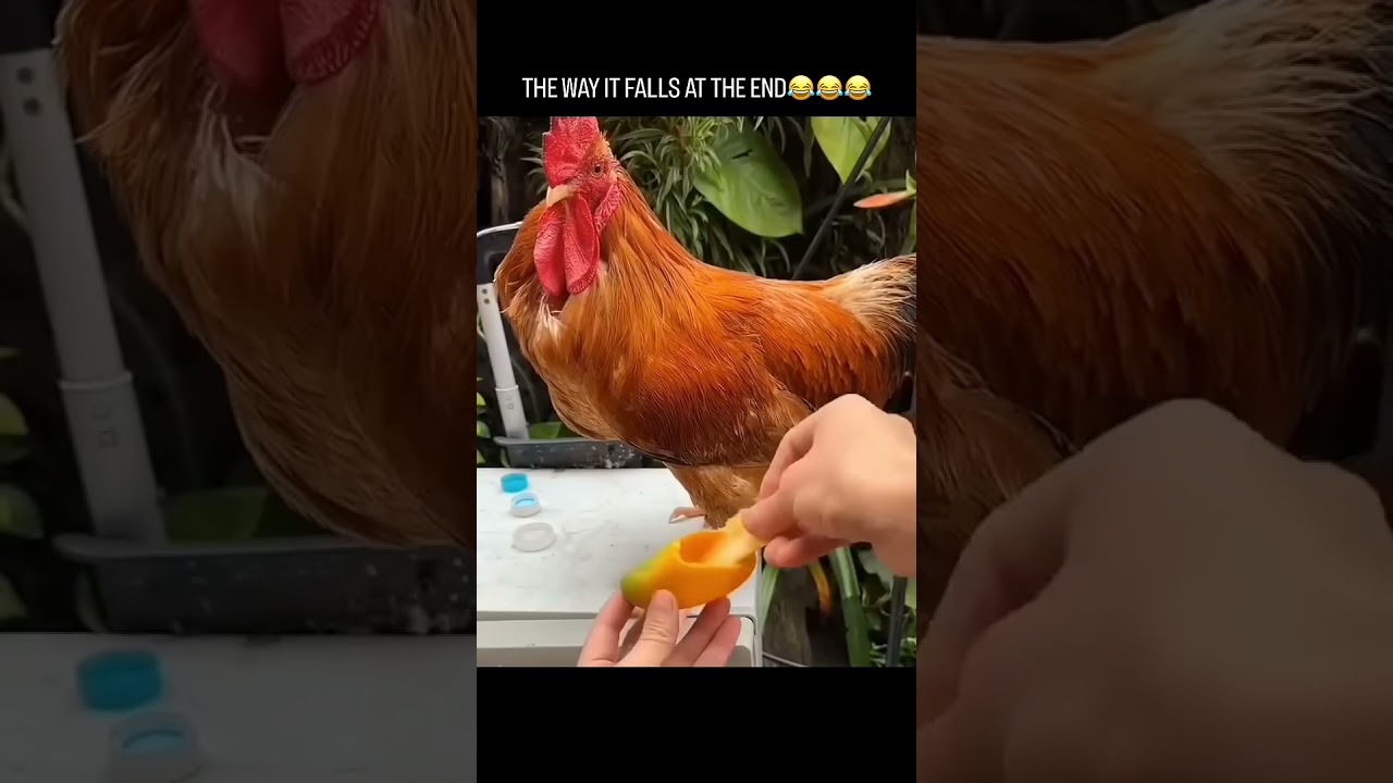 Chicken wears Mango peel Shoes 🔍🐔 #petlovers #pets #dog #cat #interestingfacts #science #chicken