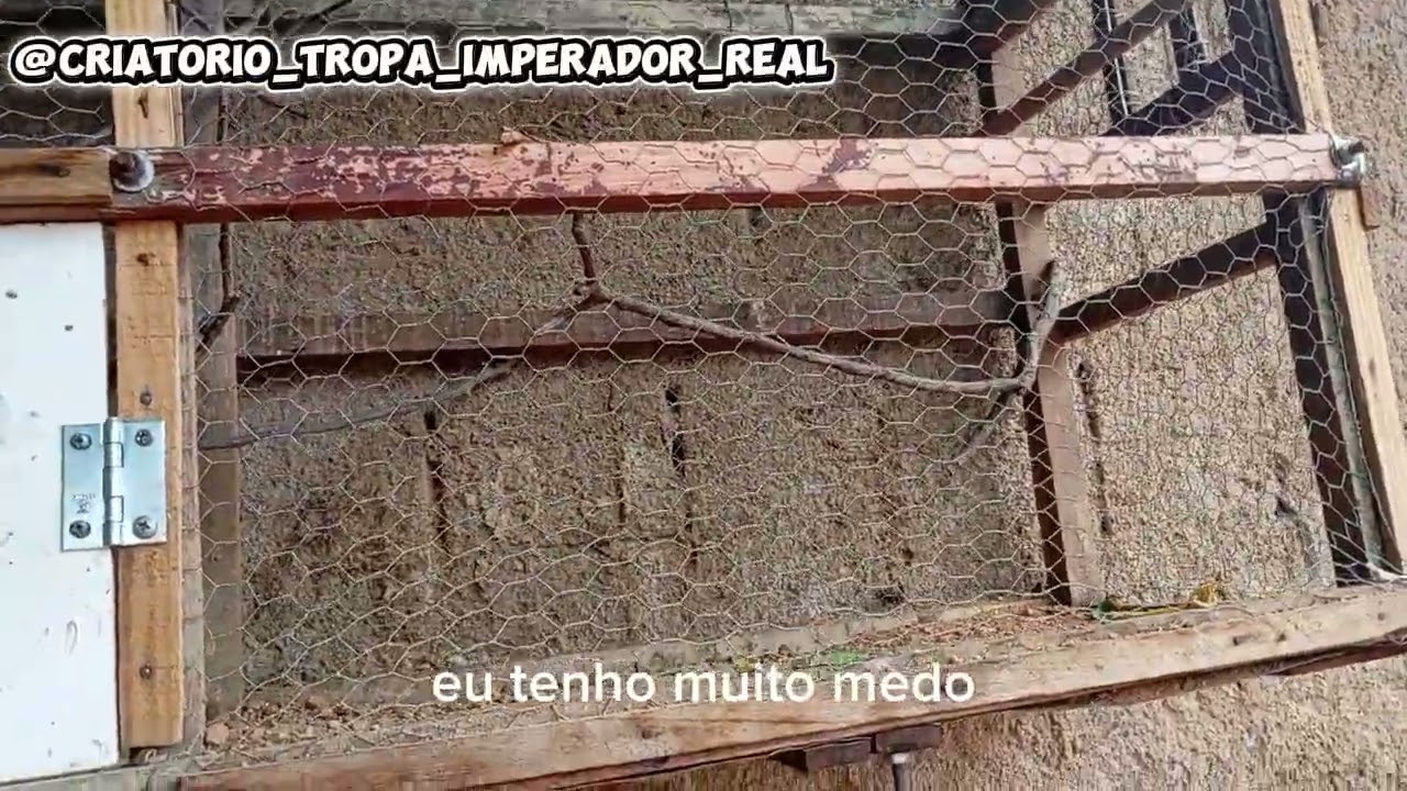 Colocando a fêmea de golinha no viveiro - criatorio tropa imperador 