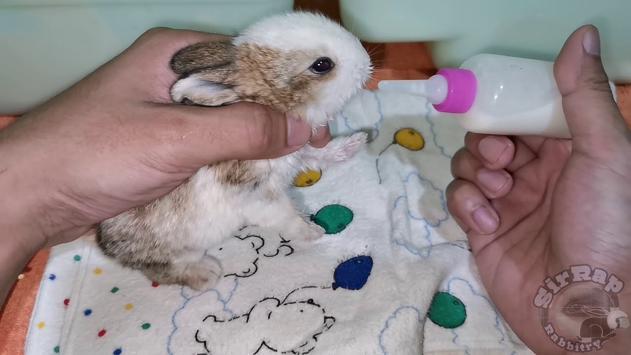 Paano mag bottle feed ng baby rabbits l SirRap Rabbitry
