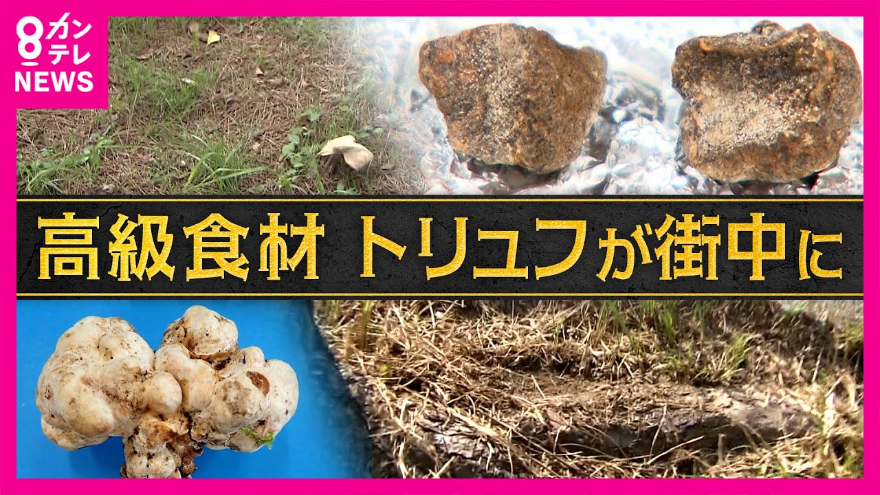 関西の街中で「世界三大珍味」の１つ・高級食材&ldquo;トリュフ&rdquo;発見「ものすごい濃ゆい　いい匂い」と発見した人　進む「人工栽培」の研究で手軽に食卓に並ぶ日も〈カンテレNEWS〉