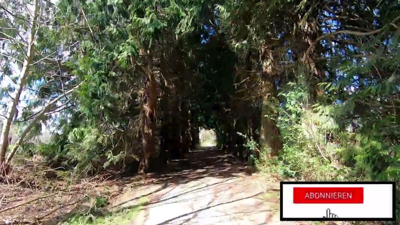 Thuja Allee in Moyland. Die Alle von etwa 120 Exemplaren, haben gesch&auml;tzte 2 Meter Stammumfang