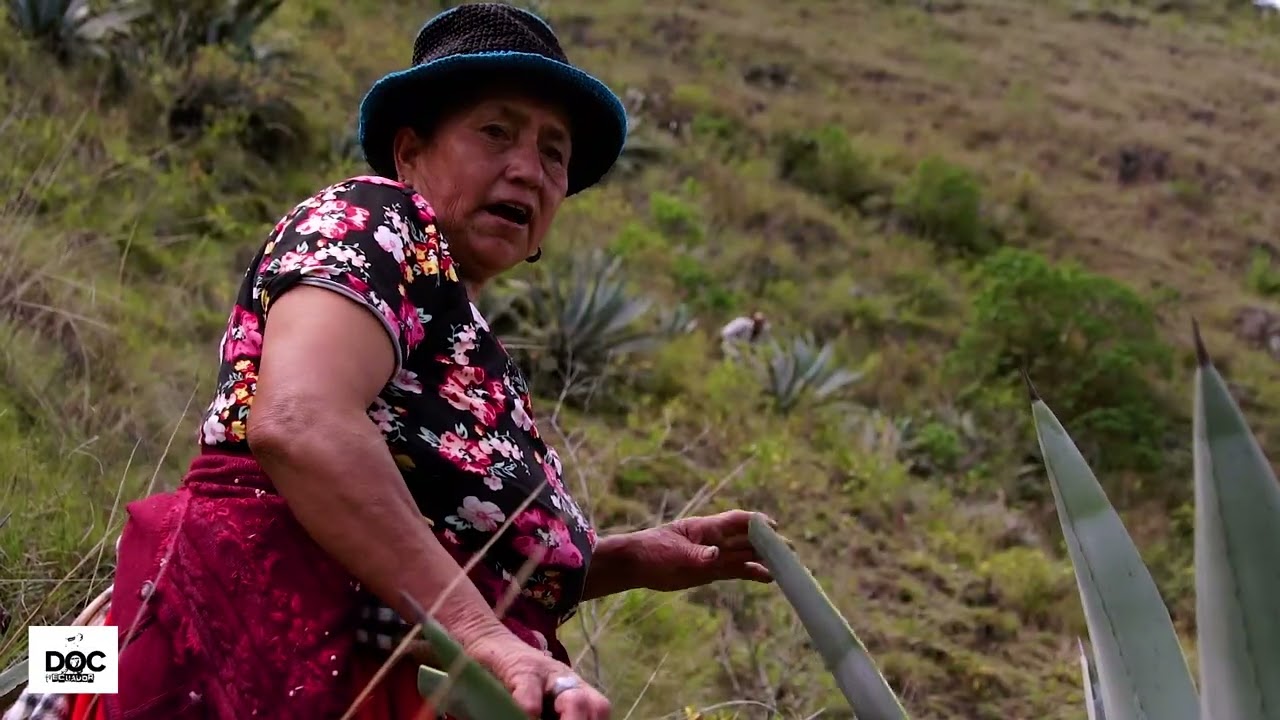 Así se huaquea un penco, mishqui o agave