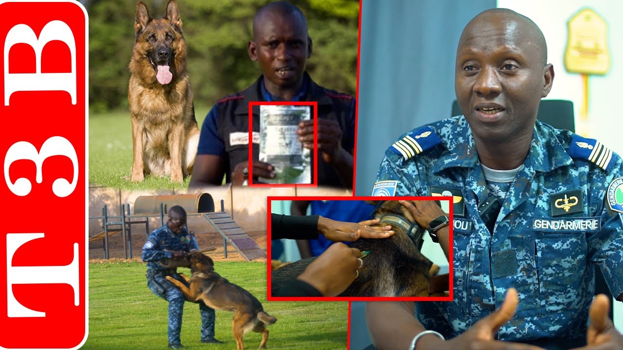 🛑Reportage exclusif, Immersion à la brigade cynotechnique de la Gendarmerie LGI MBAO