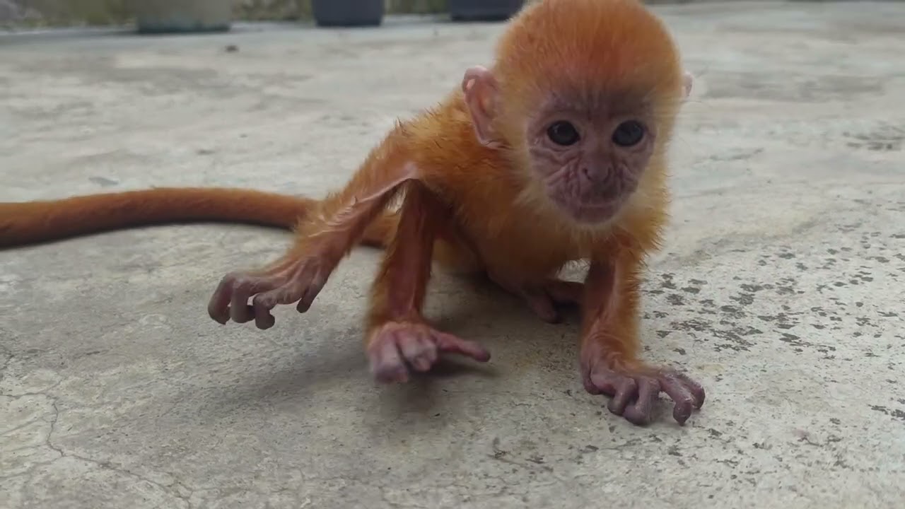 OMG! Thousand Tears Poor Golden baby monkey abandoned by her mother, with injured legs and in pain 😭