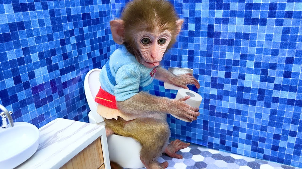 Monyet Bon Bon Imut senang dengan hujan permen pelangi dan memanen semangka bersama teman bebek