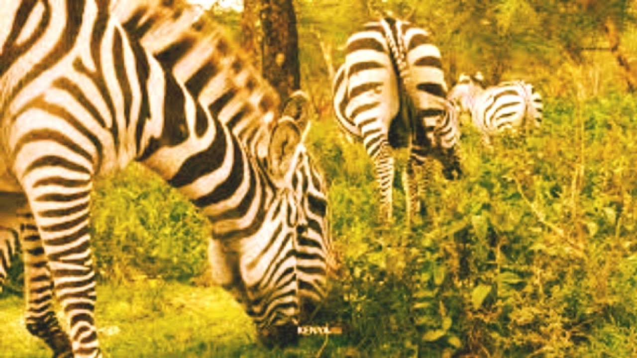 4K VIDEO (UTRAHD) AFRICAN WILDLIFE FASCINATING BEAUTY