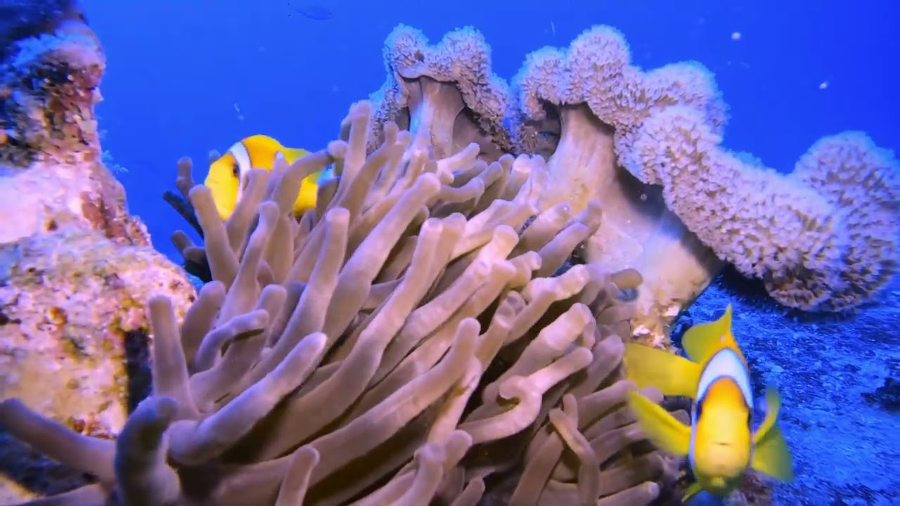 King Snefro Pearl - Red Sea Liveaboard- 15 May 2022 - 18 May 2022