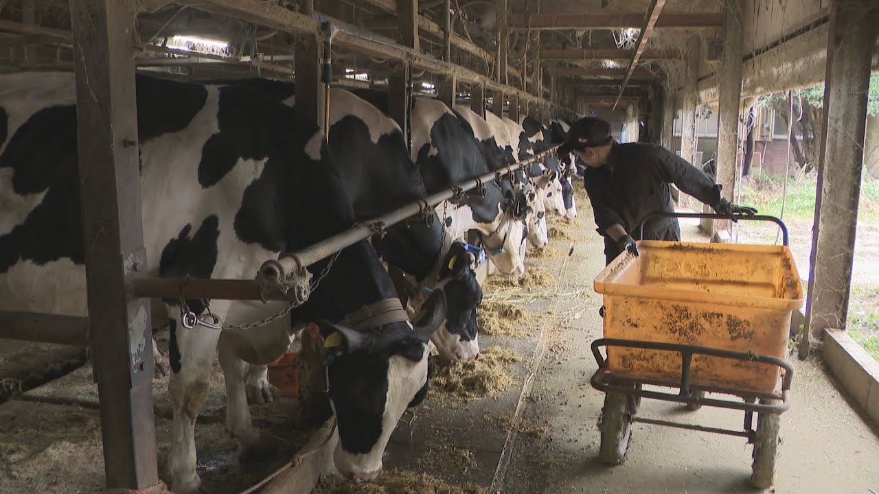 【解説】コメ価格高騰の陰で「飼料用米」は減産の見込み　畜産農家への影響は　岡山