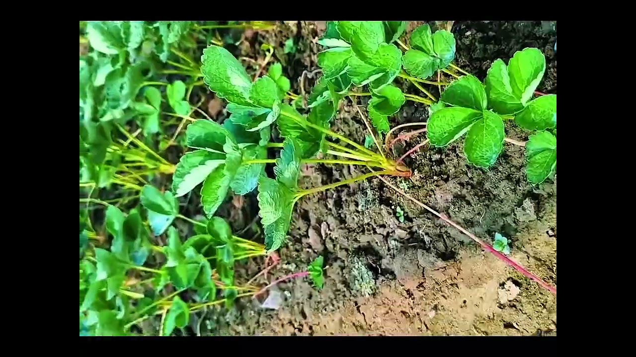 #স্ট্রবেরি কিভাবে পরিচর্যা করব?? স্ট্রবেরি চারা নিতে এবং পরিচর্যা সম্পর্কে জানতে যোগাযোগ করুন।