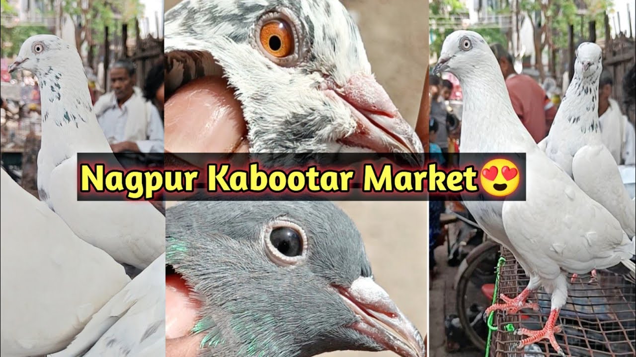 Nagpur Kabootar Market😍 | High Flyer Aur Fancy Kabootar