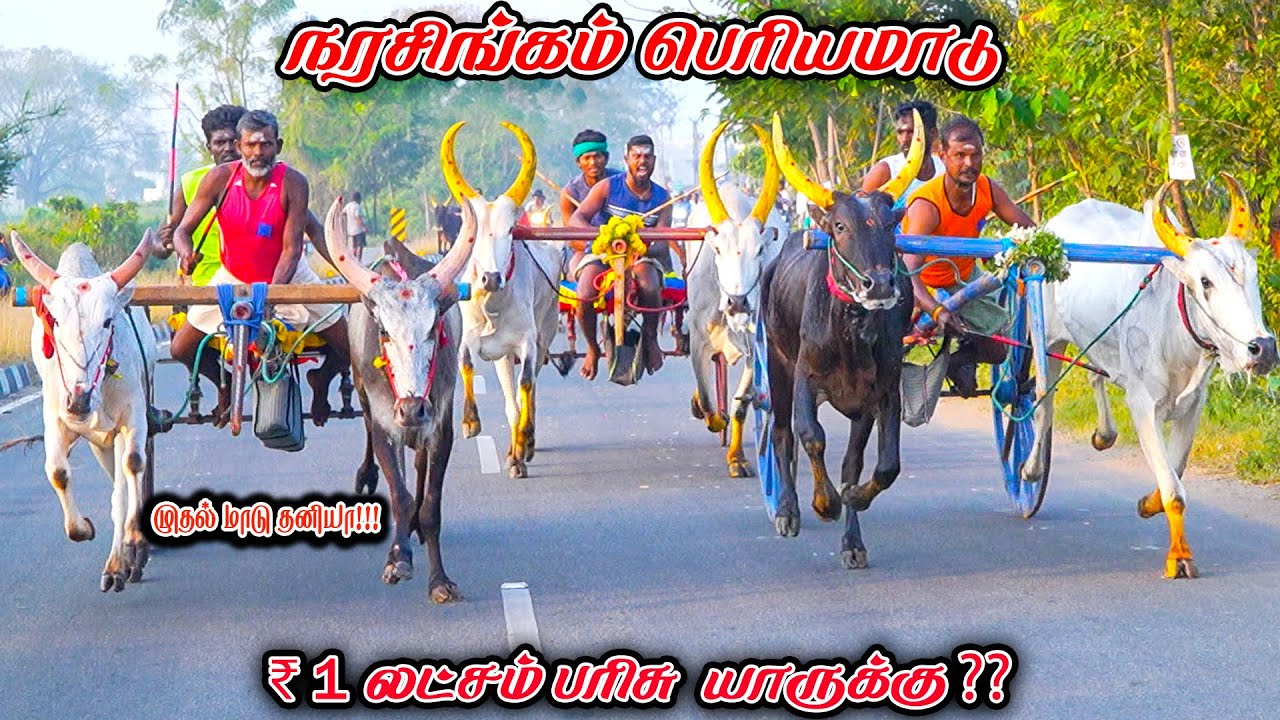 6நரசிங்கம்-பெரியமாடு-பந்தயம்_09.02.2025_V_Photography