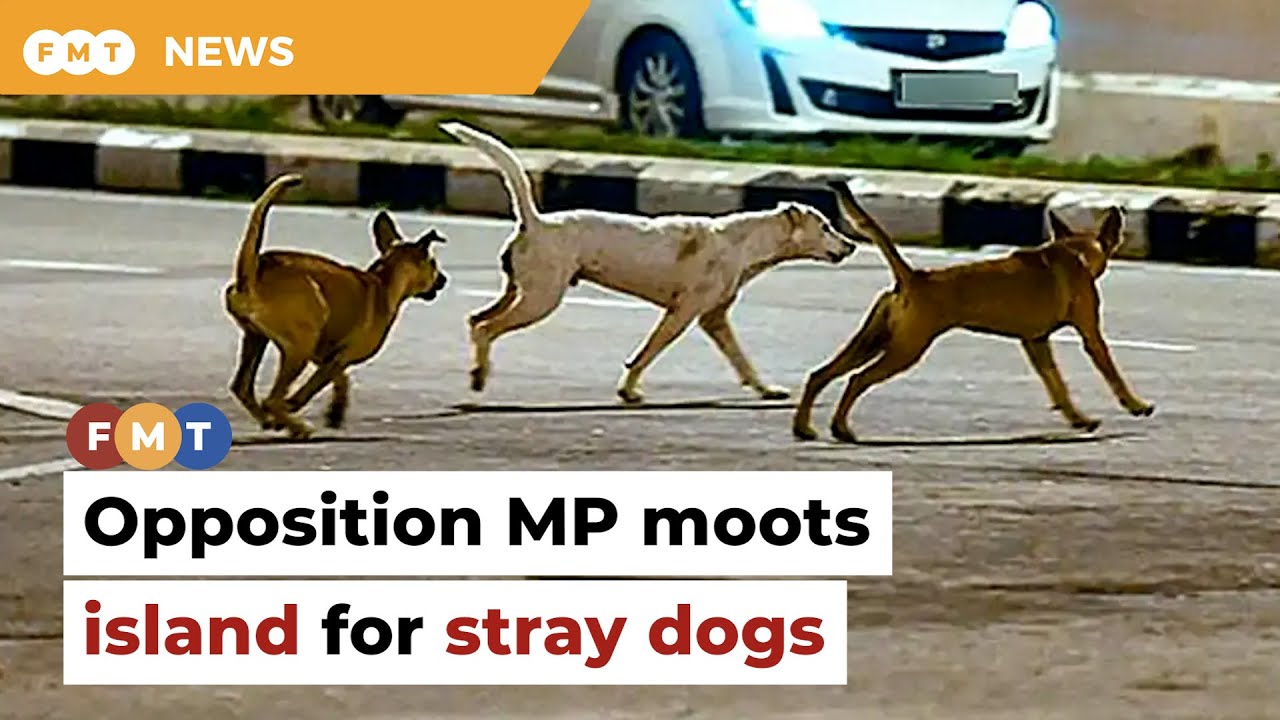 Opposition MP moots dedicated island in Langkawi for stray dogs