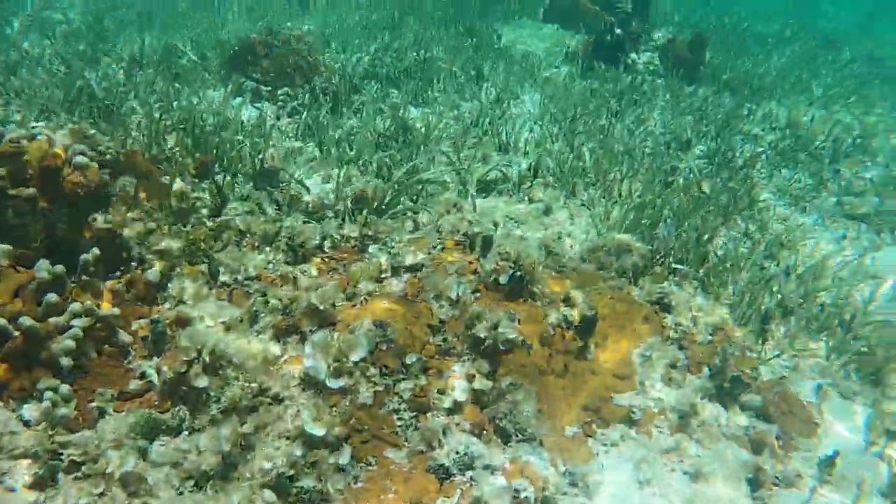 snorkeling smiths reef 4