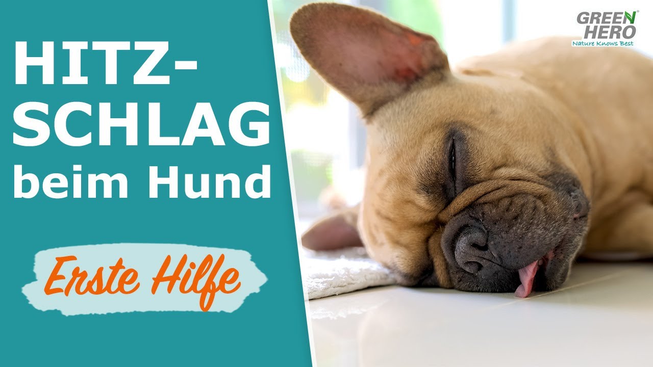 Hitzschlag beim Hund⚡ Was tun? ☀️ Symptome & Erste Hilfe