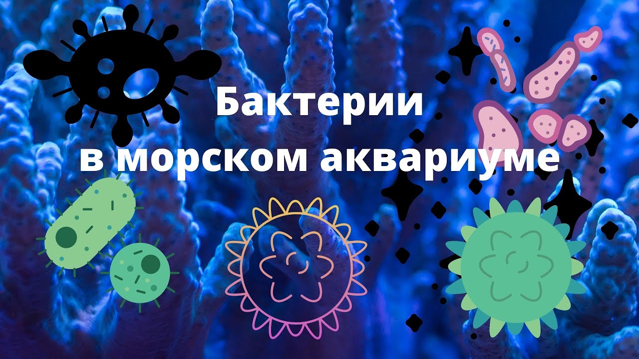 Бактерии в морском аквариуме