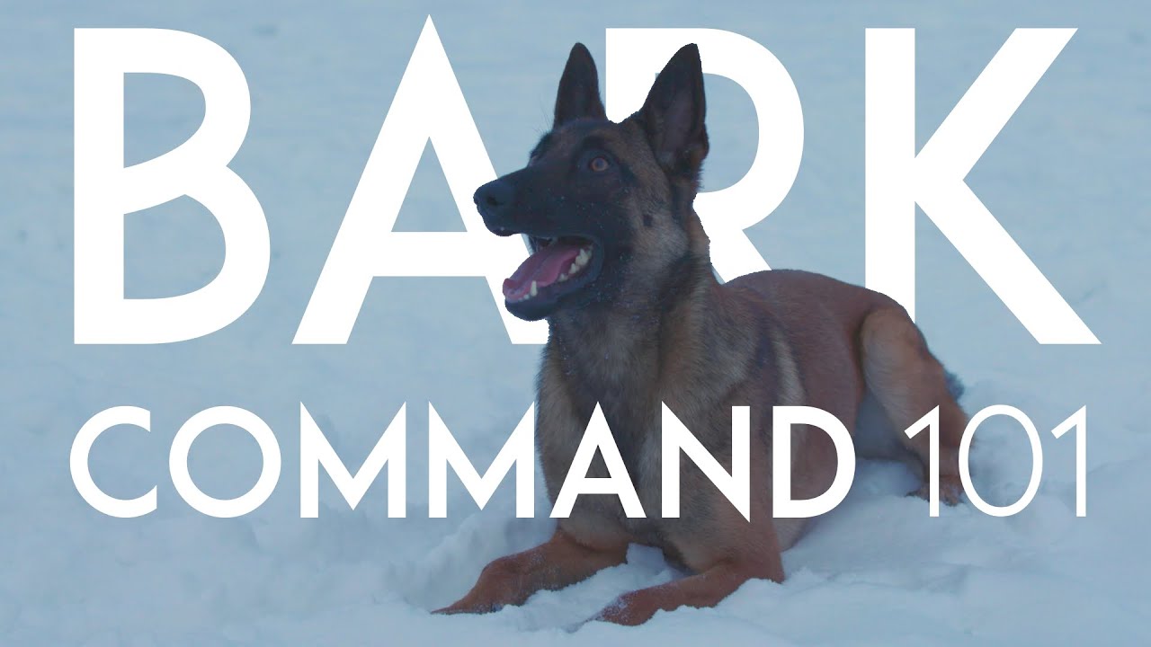 How to Train Your Dog to Speak