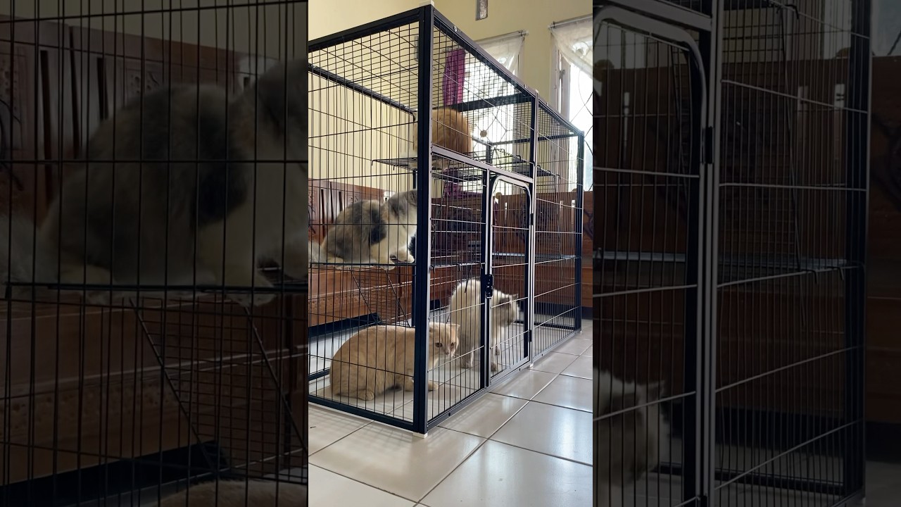 Kandang baru untuk kucing lucu dan imut #kucing #kucinglucu #kucinglucu #kandangkucing #kucingoren