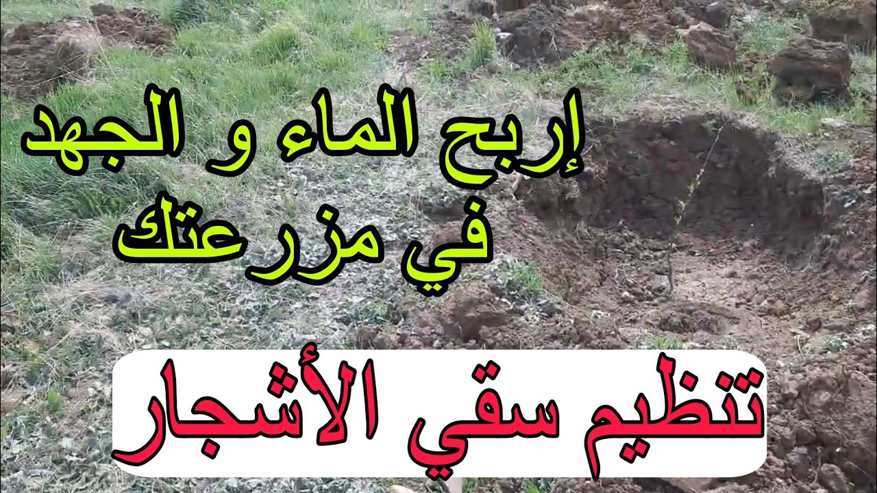 ربح الوقت و الماء بتنظيم سقي الاشجار قبل و بعد نزول الامطار في البرودة