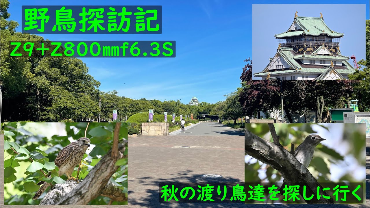 野鳥探訪記　大阪城公園2022秋編