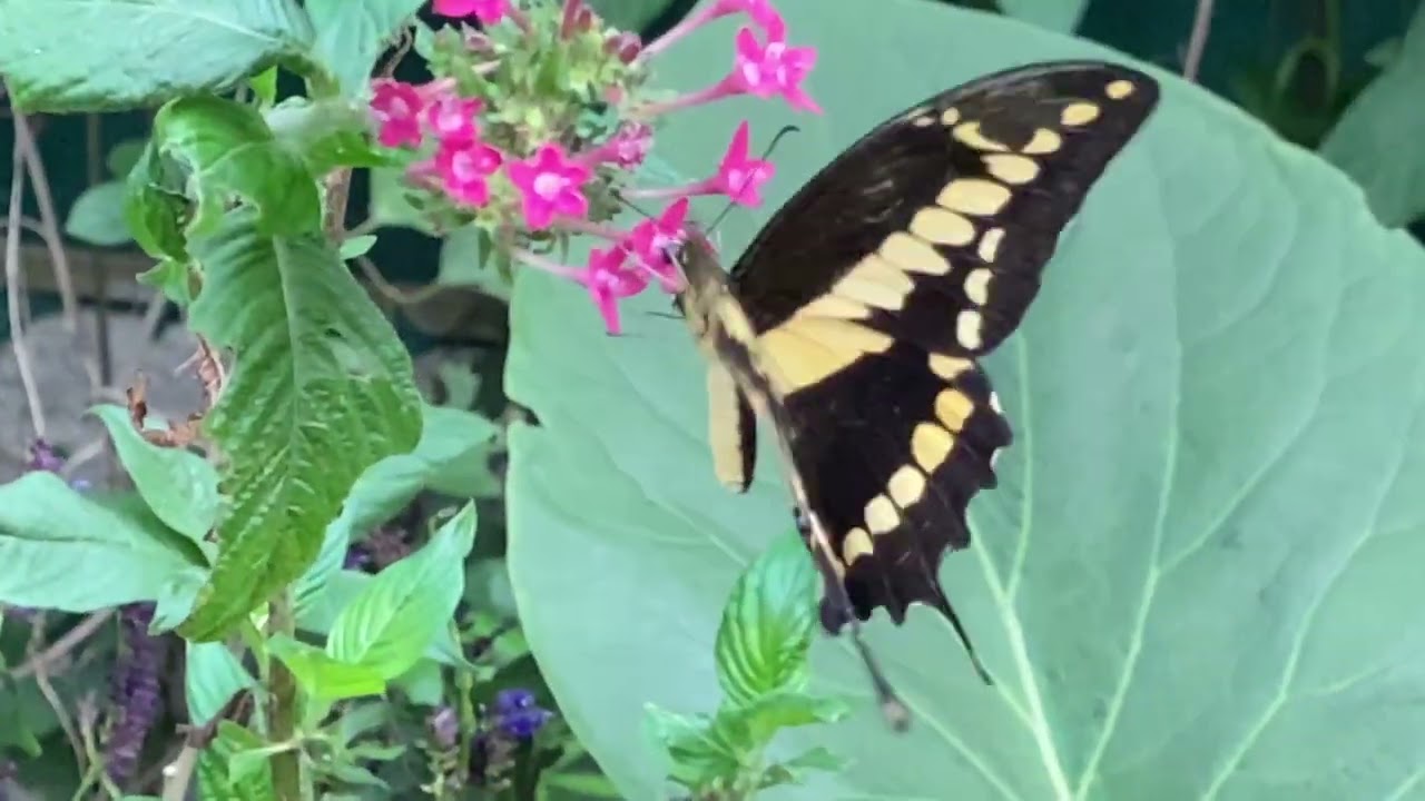 Heraclides thoas autocles / Papilio crephontes / Thoas swallowtail