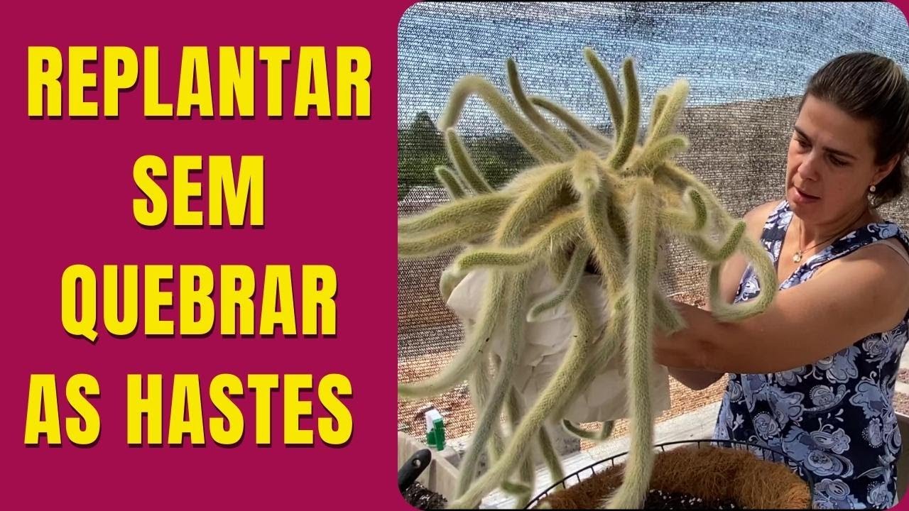 TÉCNICA para replantar o RABO DE MACACO sem quebrar as hastes /Grazi Bittencourt