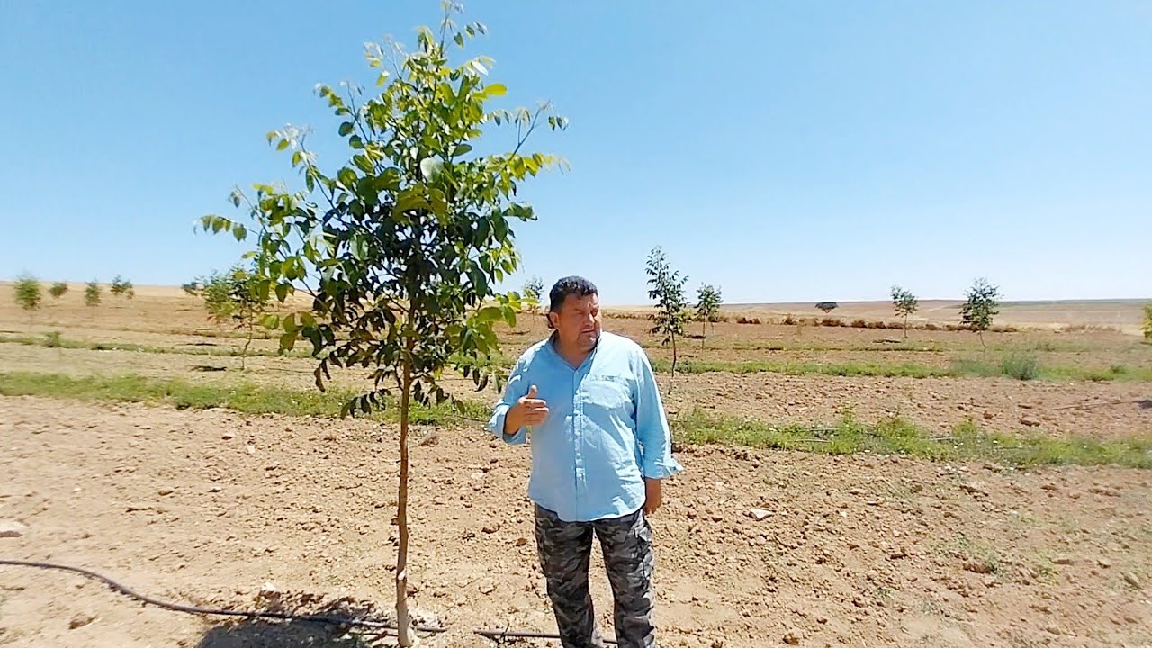 3 YAŞ CHANDLER CEVİZ BAHÇESİ ANKARA