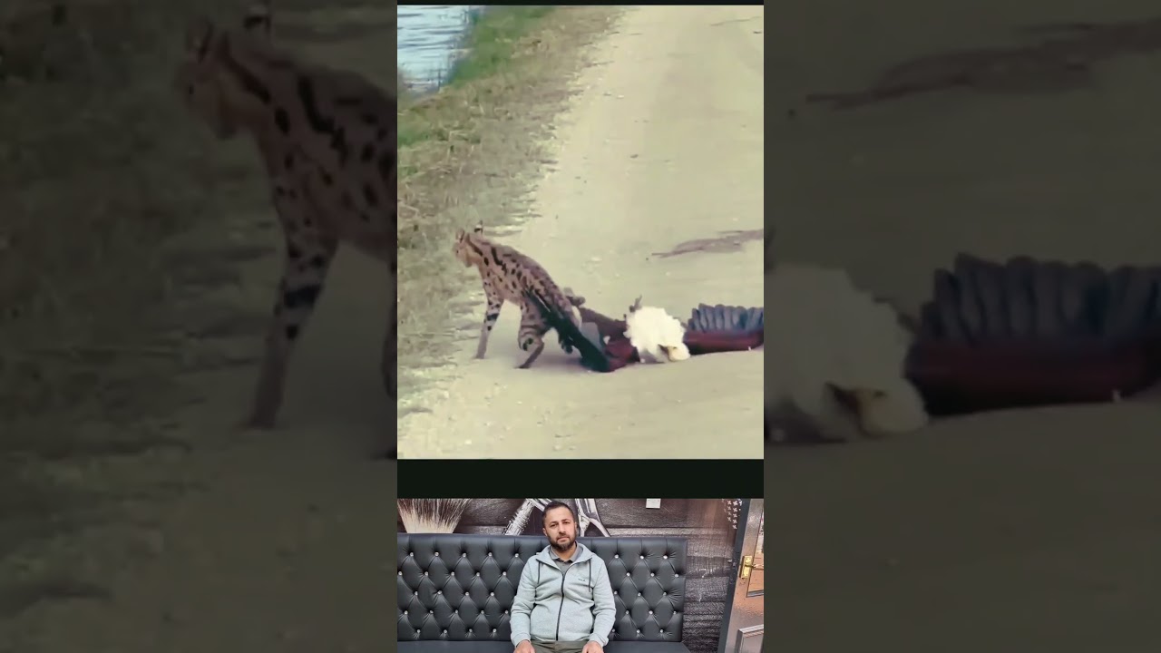Eagle catches cat