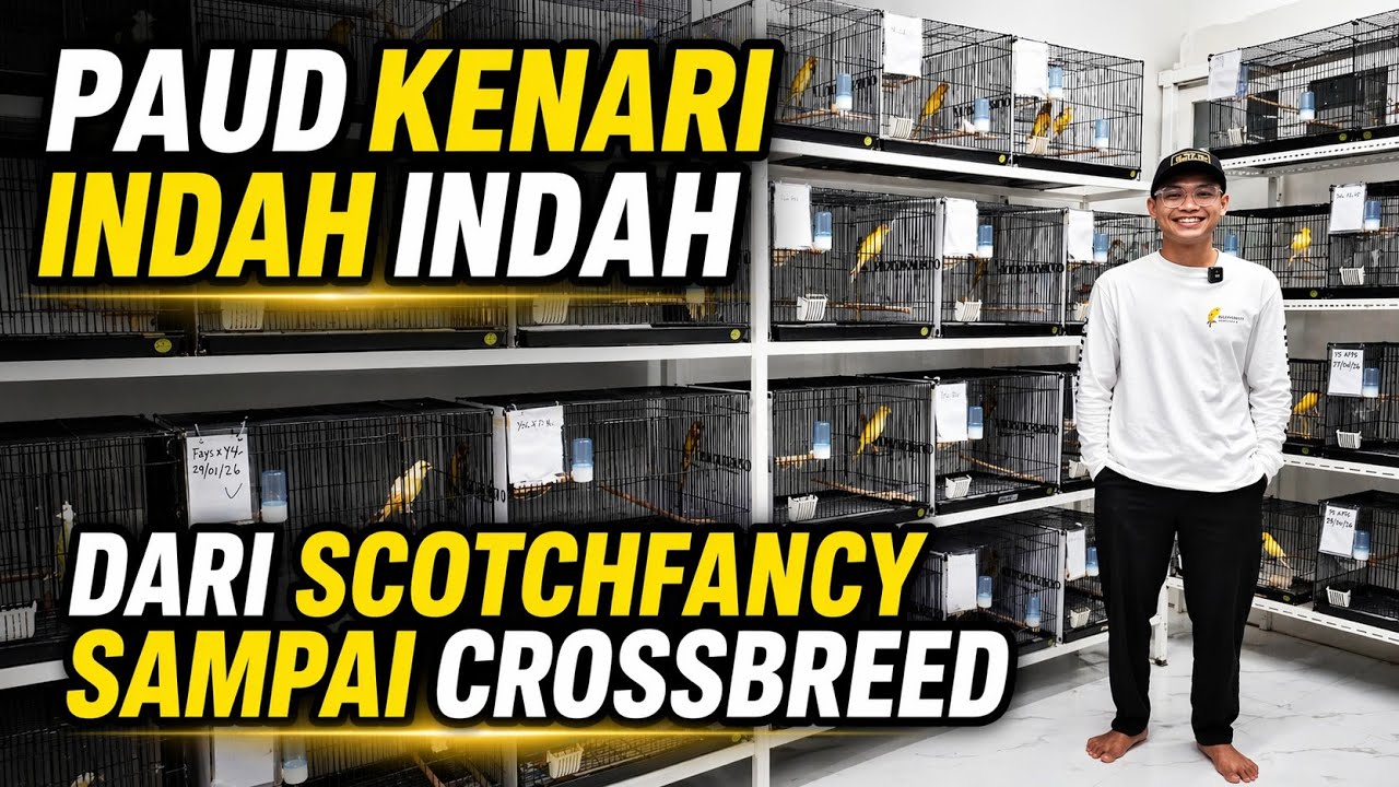 REVIEW PAUD KENARI‼️Stock MELIMPAH postur MEWAH-MEWAH...