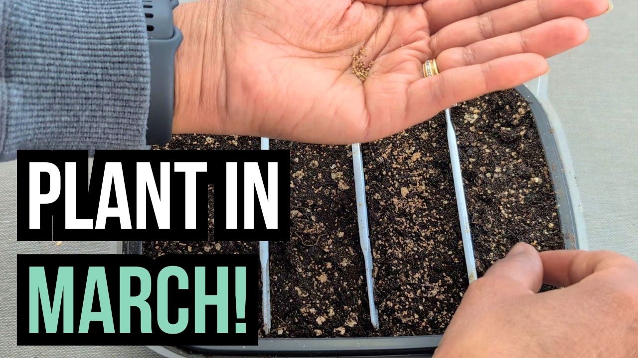 4 Seeds To Plant In March 🌺🌱 (10 weeks before last frost date)