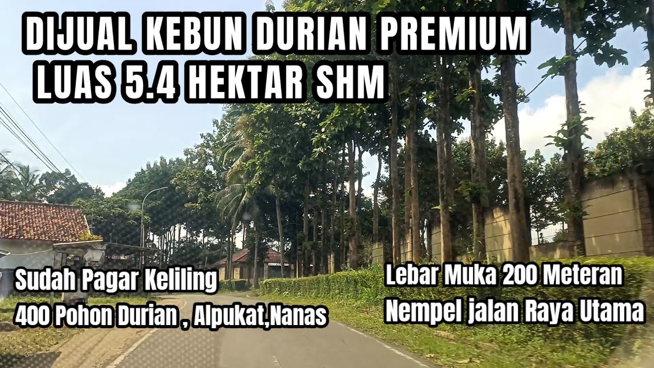 TERJUAL Kebun Durian Premium Luas 5.4 Hektar, SHM,Nempel Jalan Raya Utama,Sudah Pagar Keliling