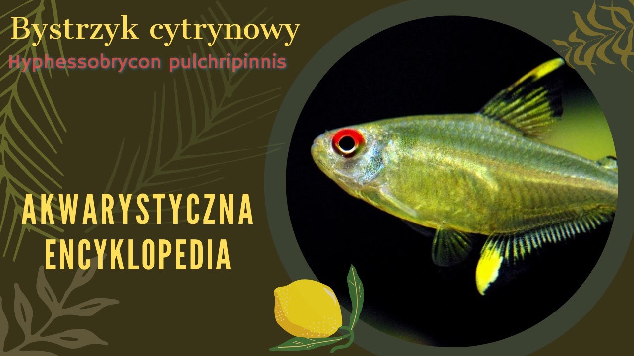 Akwarystyczna encyklopedia - bystrzyk cytrynowy (Hyphessobrycon pulchripinnis)