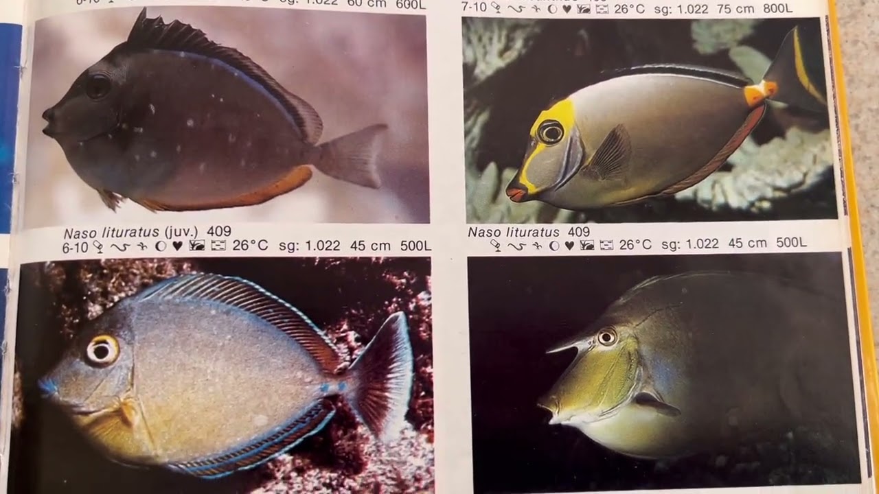 Peces cirujano en acuario marino por que pelean ?