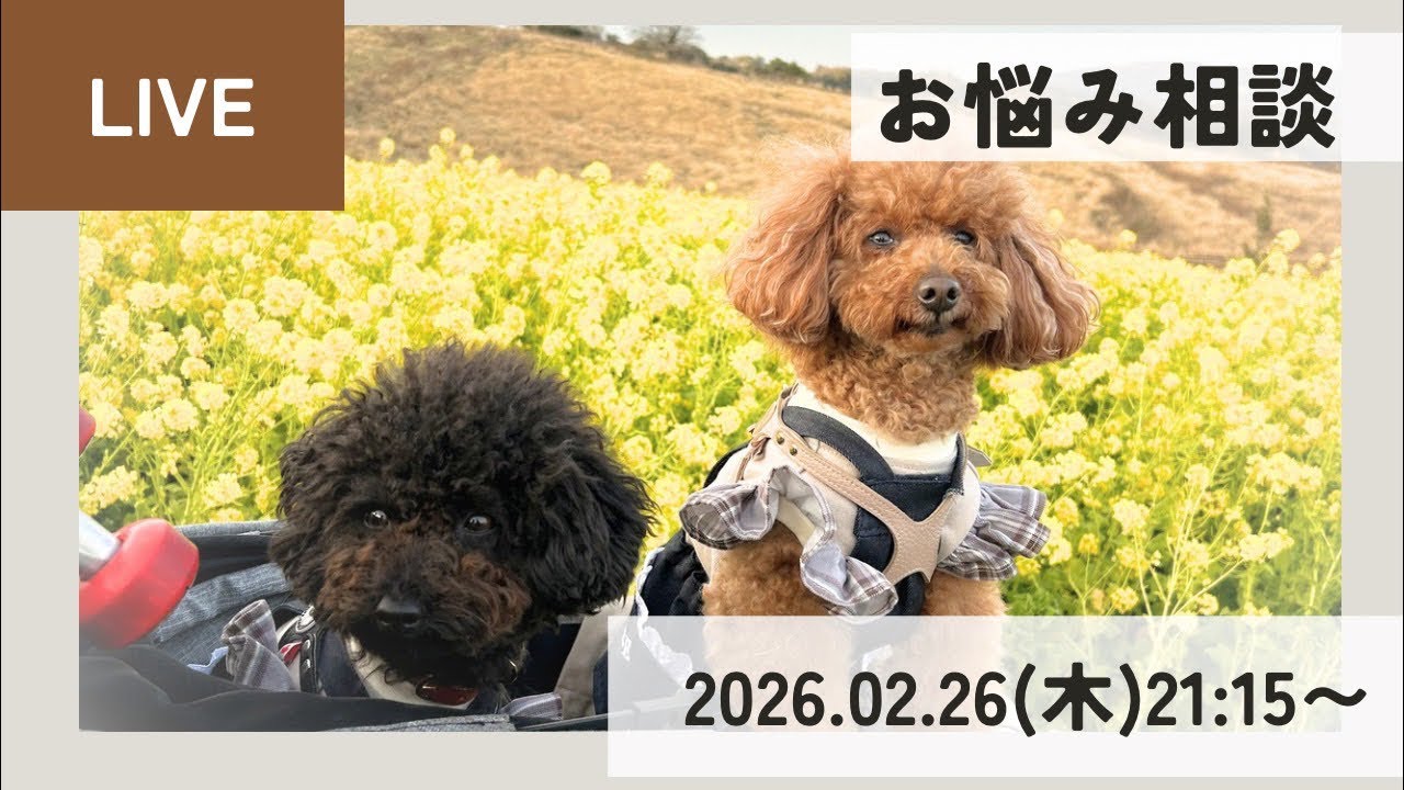 第183回YouTubeライブ 【犬のお悩み相談】 #多頭飼い #40代夫婦