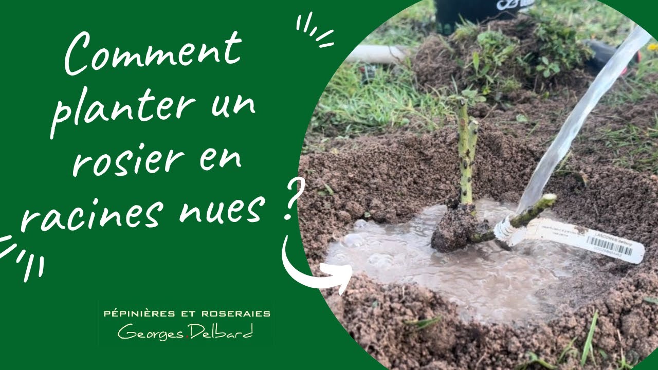 Comment planter un rosier en racines nues ?