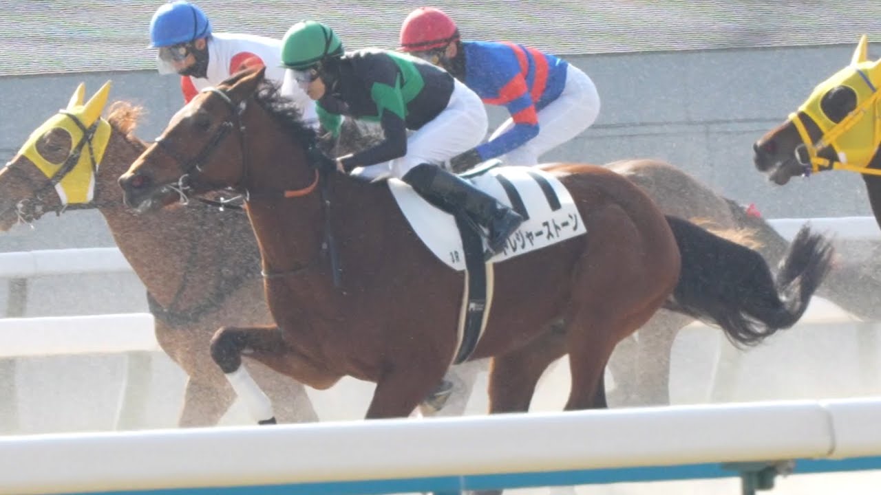 トレジャーストーン 京都3R  3歳新馬戦　パドック、返し馬、スタート、ゴール