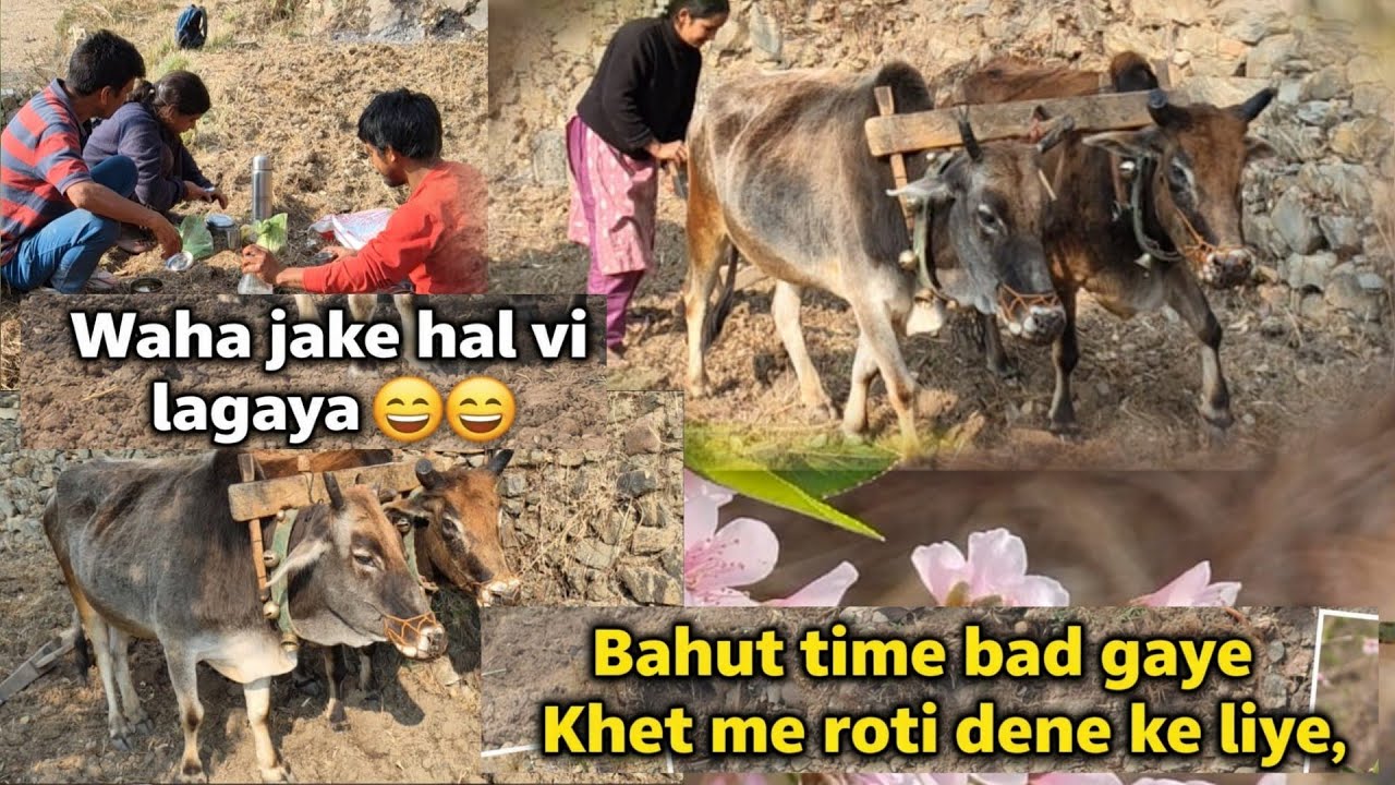Bahut Time Bad Gaye Khet Me Roti Dene Ke Liye | Waha Jake Hal Vi Lagaya #gaonvlog#khetvlog#desilife 