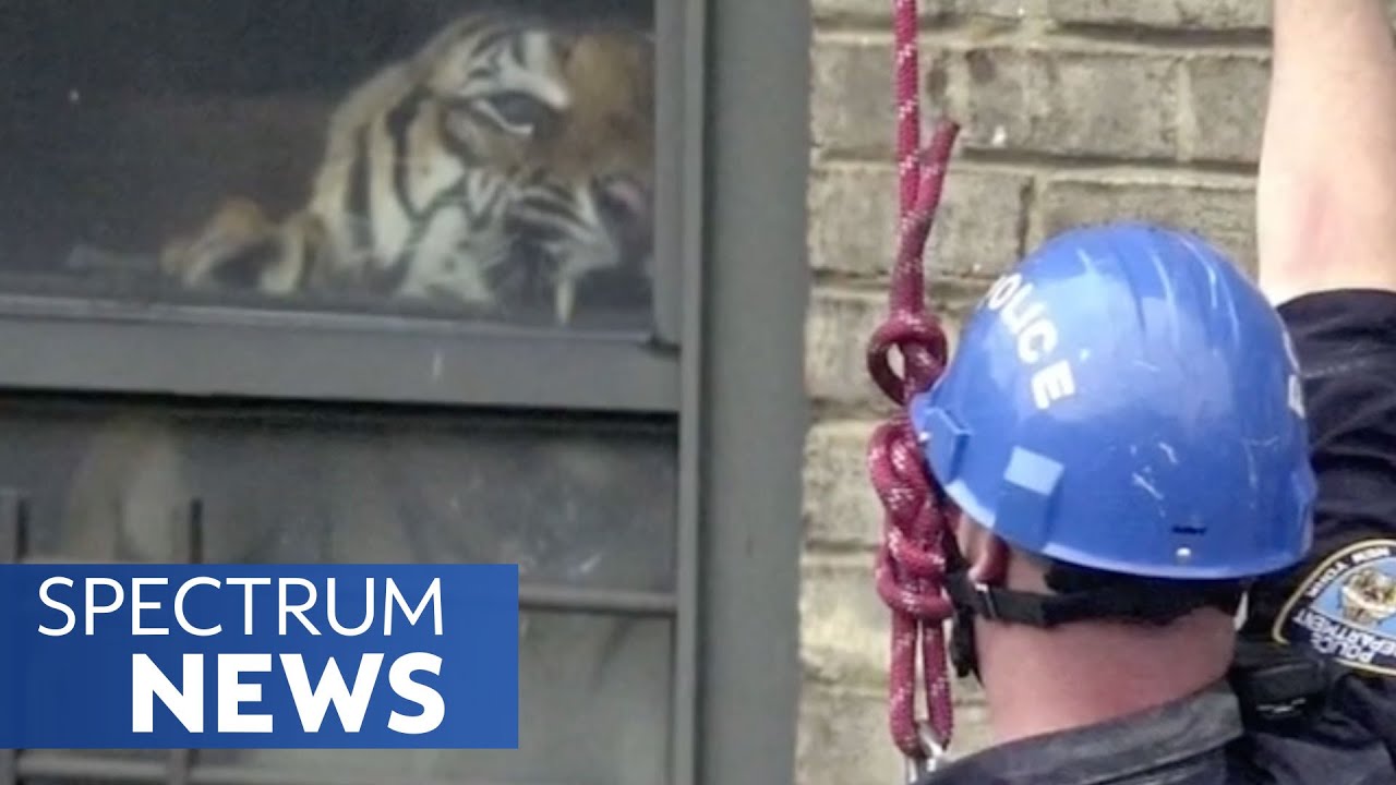 NYPD Officer Recounts Capturing a 400-pound Tiger in NYC Apartment | Spectrum News