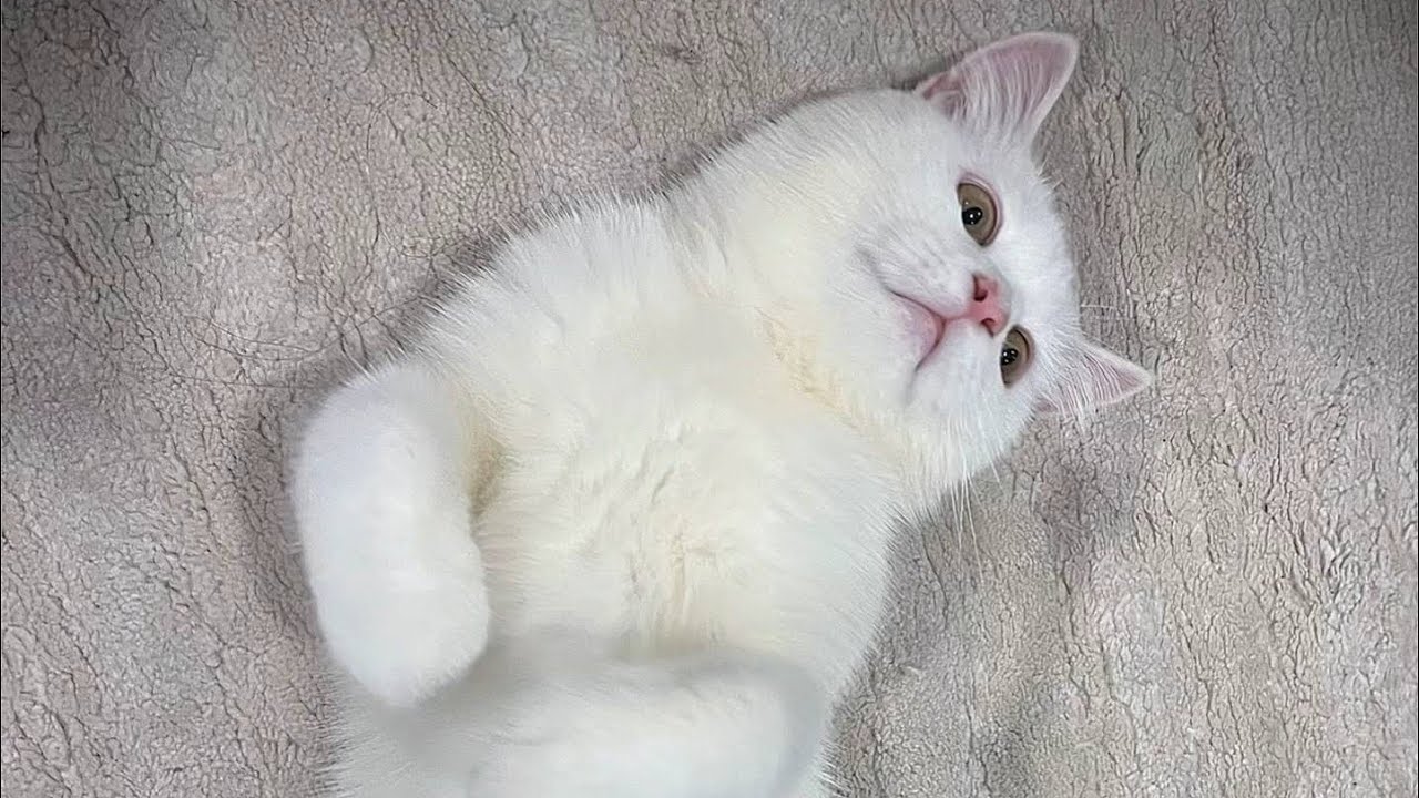 Love cat day 😽😻💋🤍☺️#catattitude #catlife #meyjing520 #cutecat #mollymilo520 