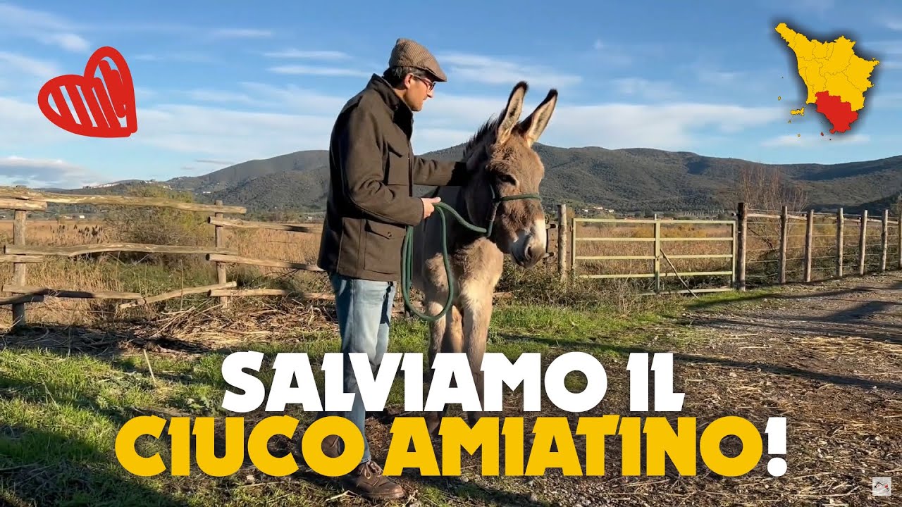 Salviamo il Ciuco Amiatino! (E non solo...)