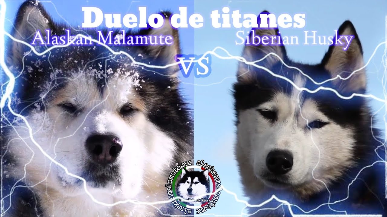 Alaskan Malamute vs Siberian Husky 🐺🐕😱😱😱 el impresionante duelo de titanes