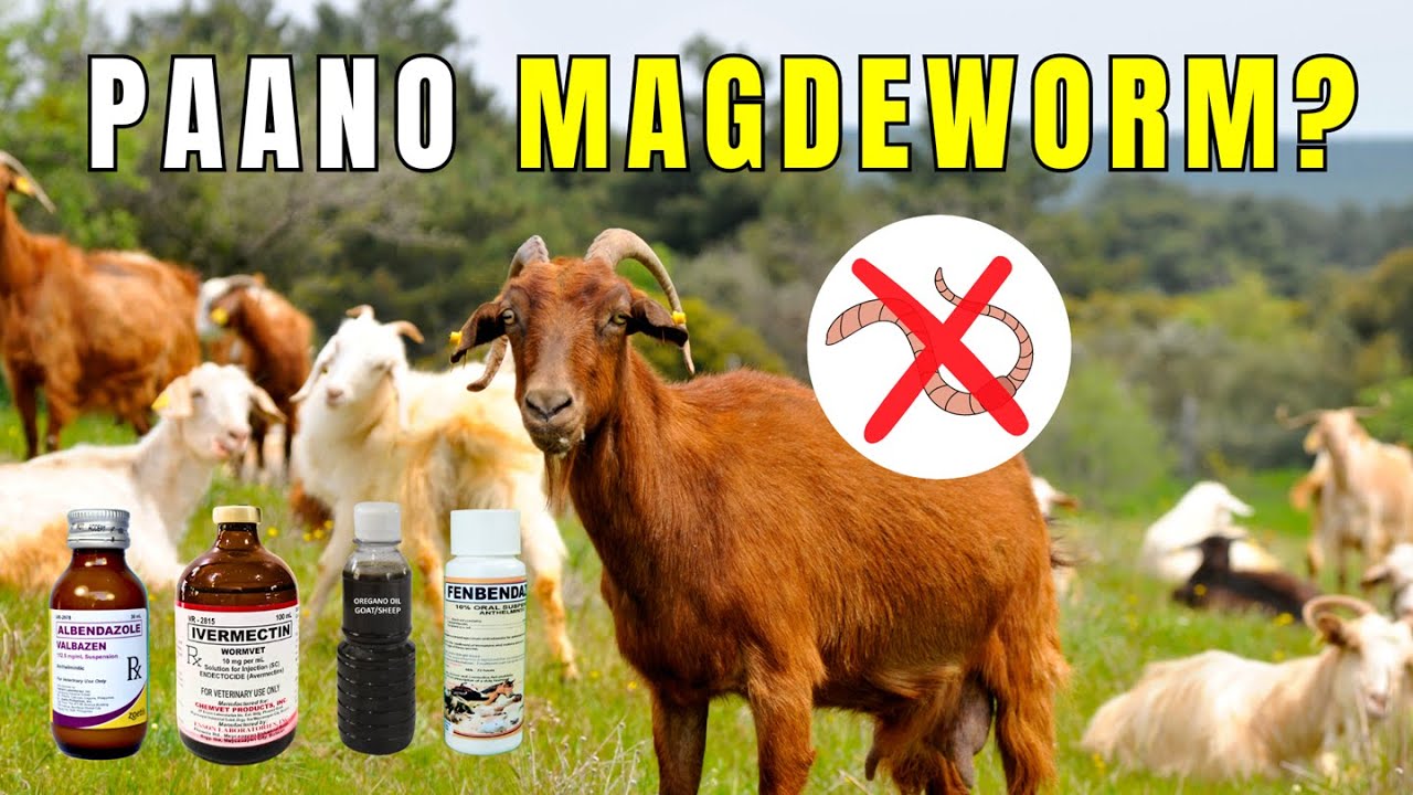 PAANO MAG DEWORM NG KAMBING | ACTUAL DEWORMING