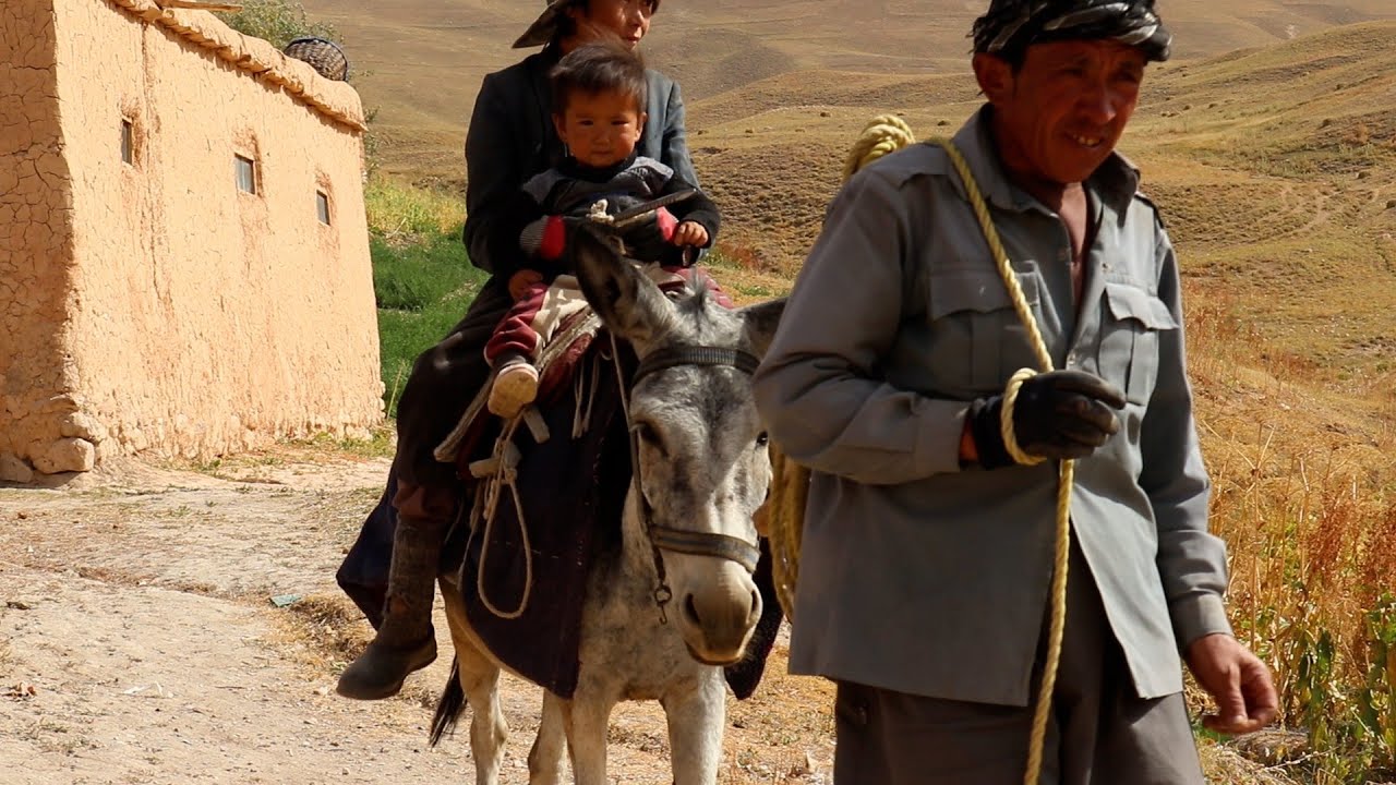  Not a Human Job — A Donkey Job. #RuralLife #Donkey