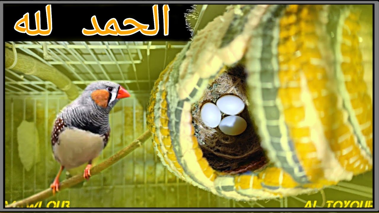 و اخيرا طيورى وضعت البيض ............. | طيور زيبرا باضة من جديد