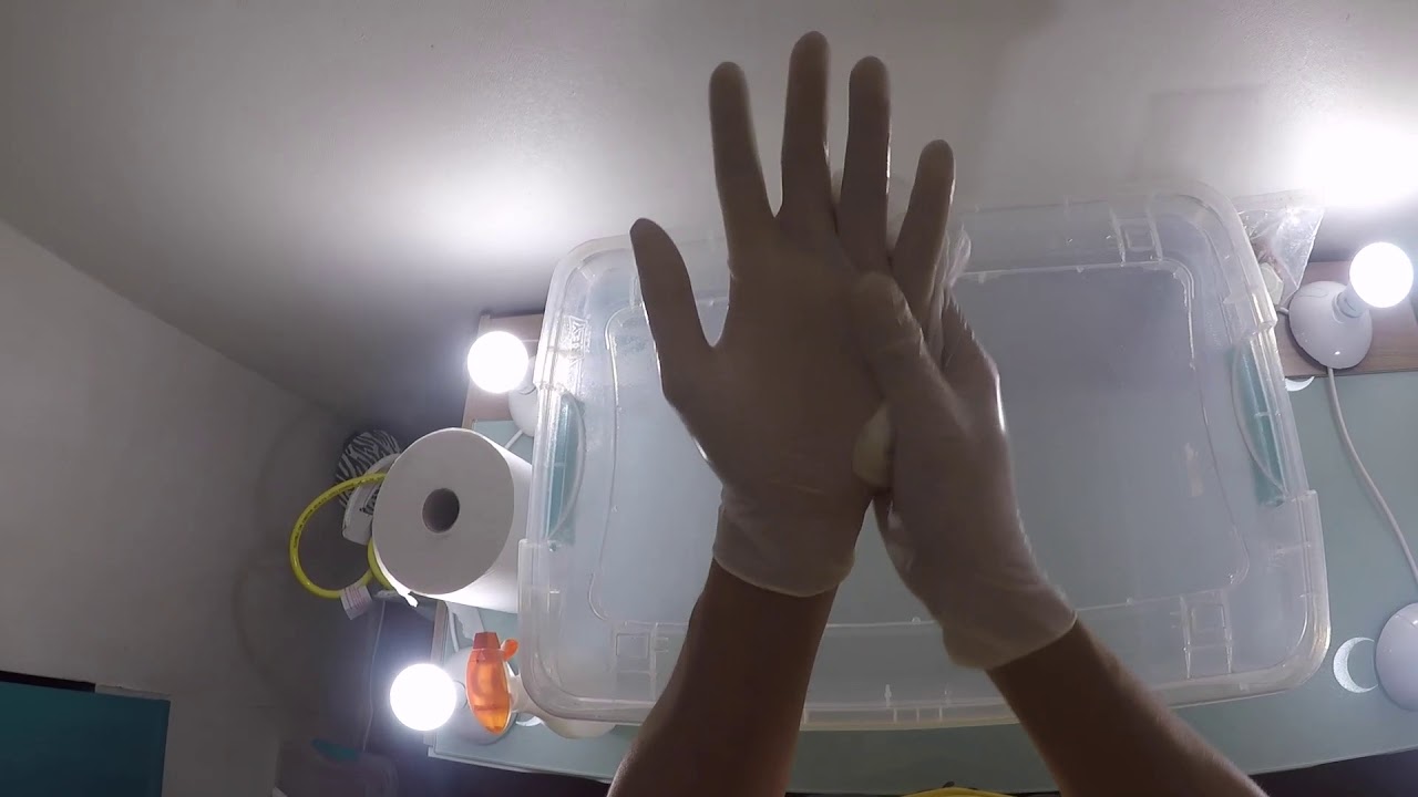 Cultivo de Hongos: Inoculación en GloveBox (Primera Etapa) | Mycodelic.cl